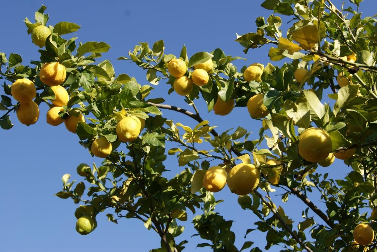 Марула (Marula, Sclerocarya birrea)