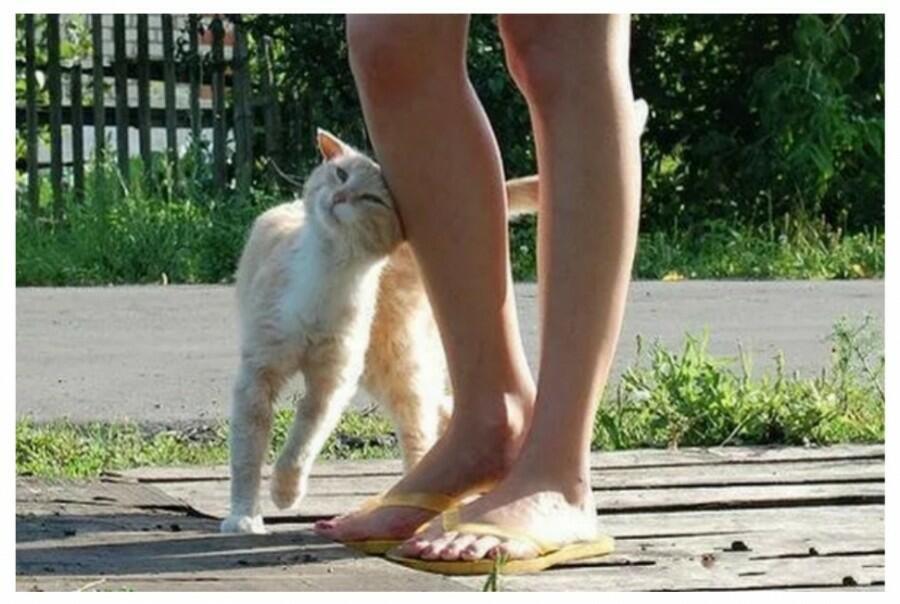 Бывший ходит по пятам. Кот трется. Кошачьи ноги. Котик трется о ногу. Кот ластится к ногам.