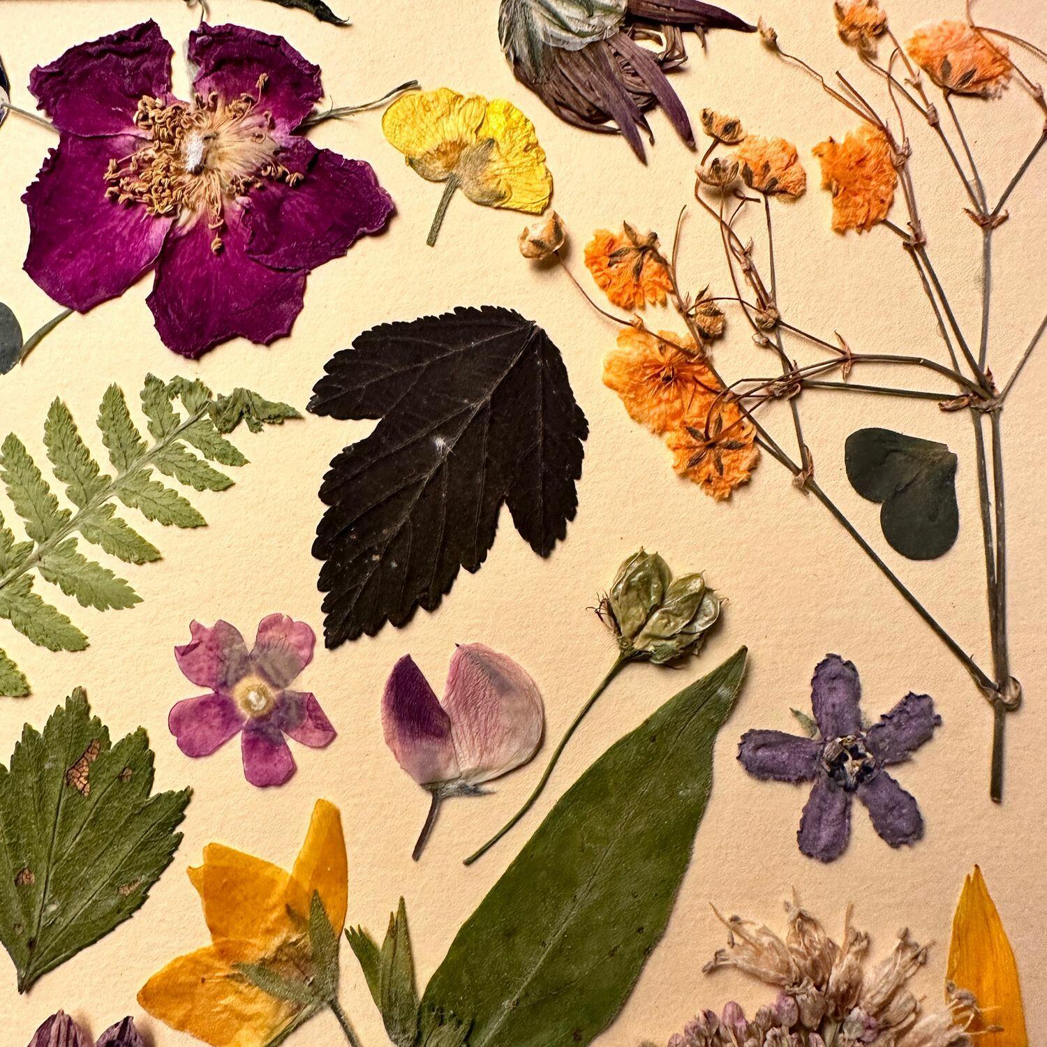 Я с любовью  смотрю на  гербарий