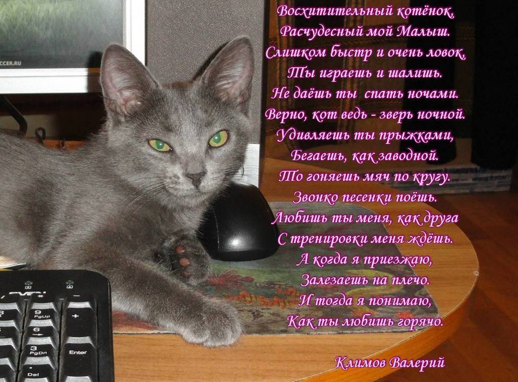 Восхитительный котёнок