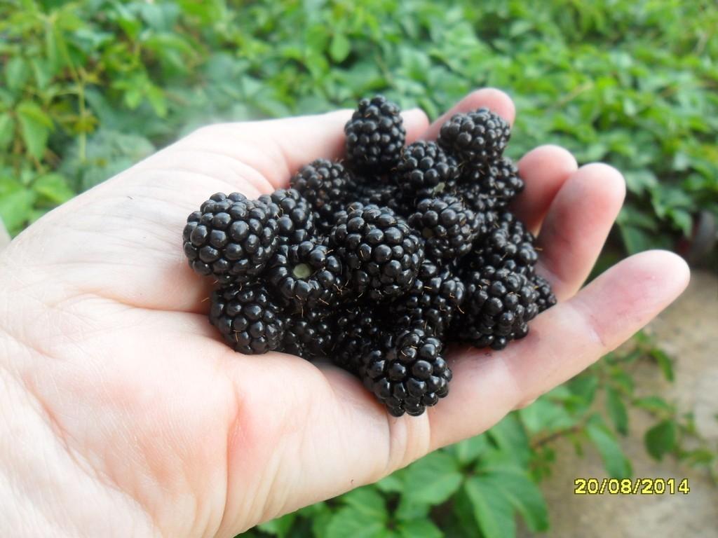 ПЛОДЫ ХРИСТА