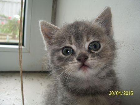 Разговор с котенком