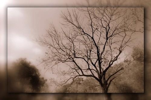 Тополь сбросил листву...