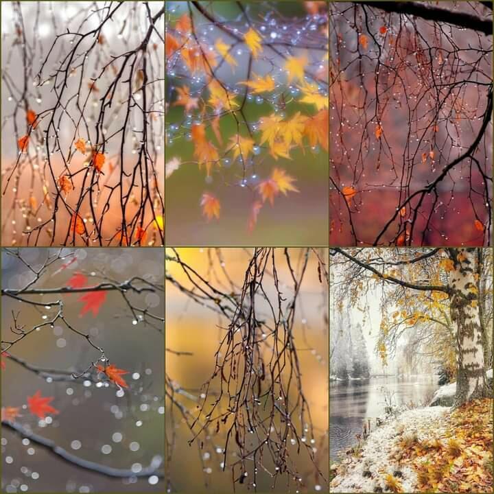 Листопада напевы...