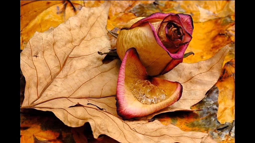 Поздняя осень