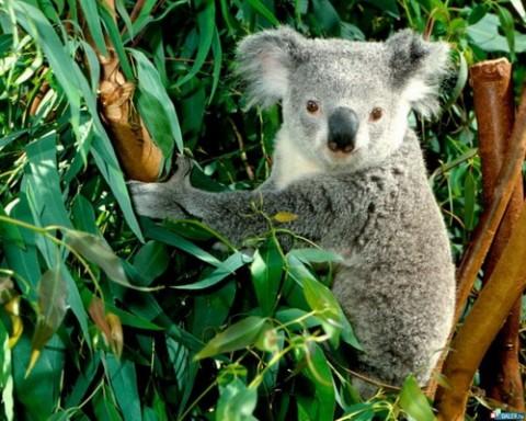 Коала - это значит не пить