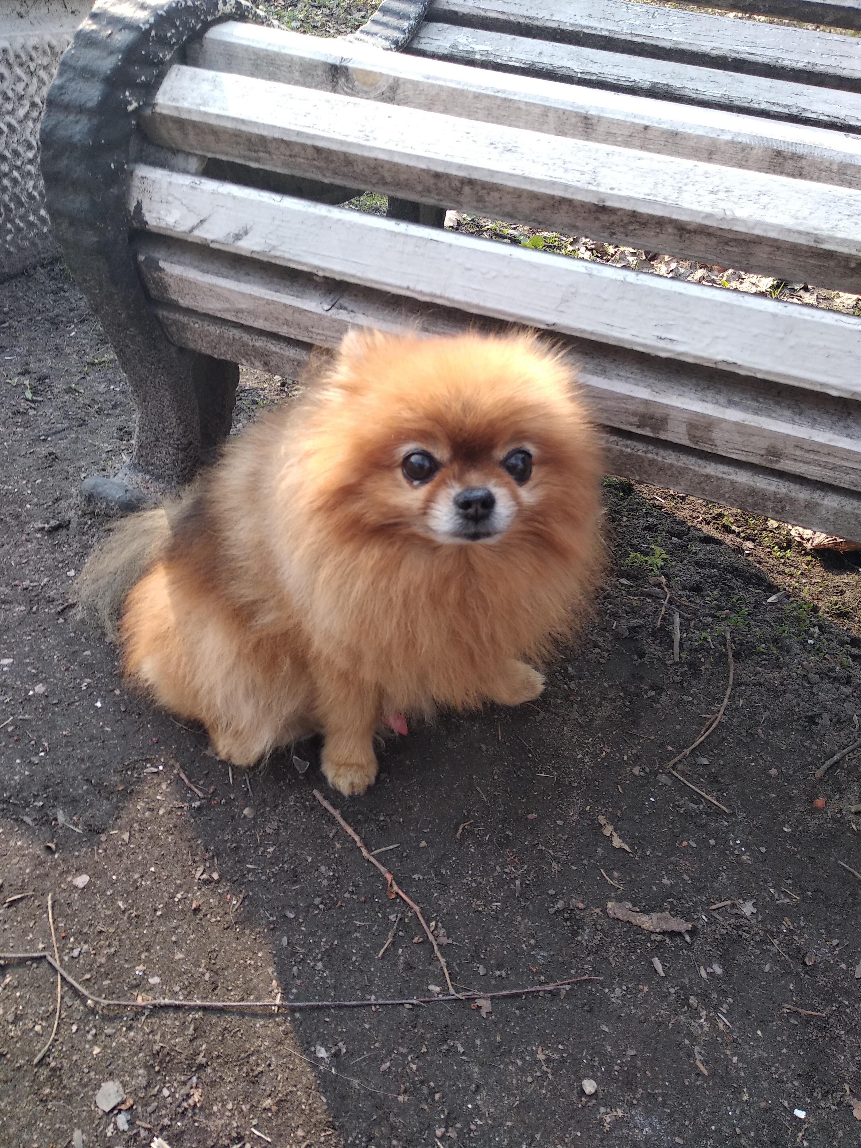 Не плачь, собака, ну не плачь, прошу я.