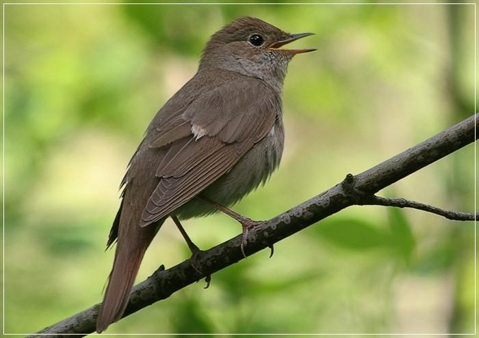 СОЛОВЬИШКО