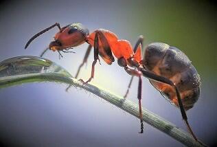 Не наступите на муравья!
