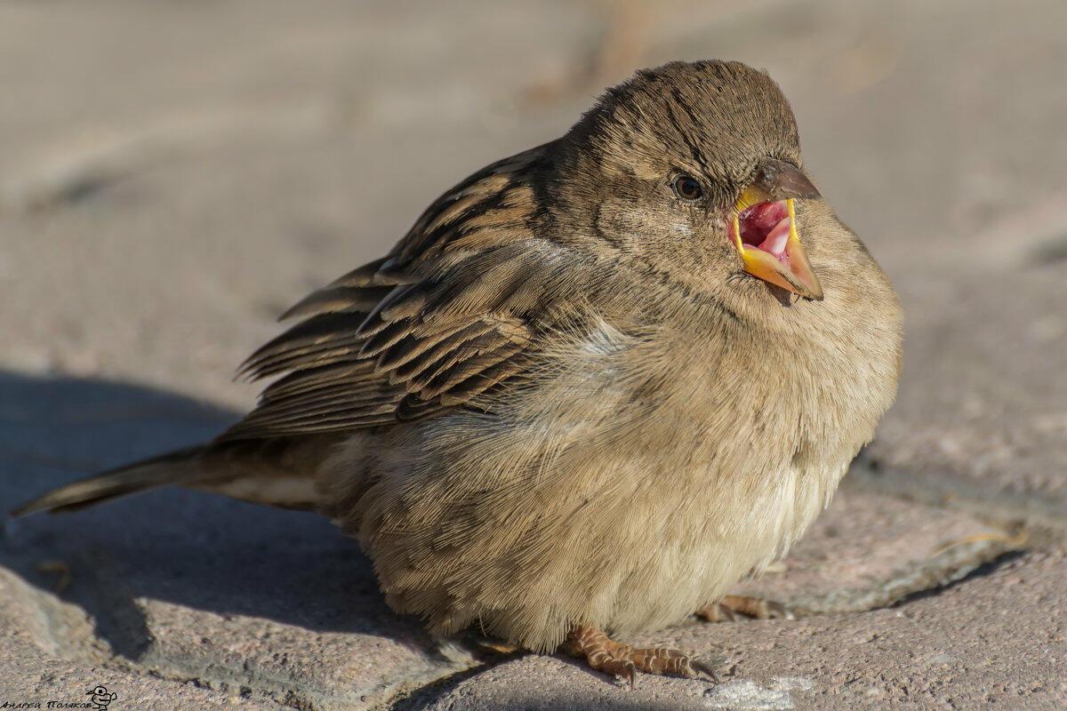 Ответ поэту - ALLada - В КРЫЛЬЯХ ЕСТЬ СИЛА ...НУЖНО ВЗМАХНУТЬ...
