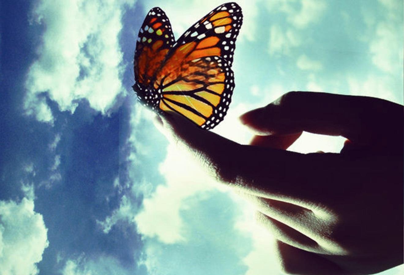 Бабочка улетает с руки