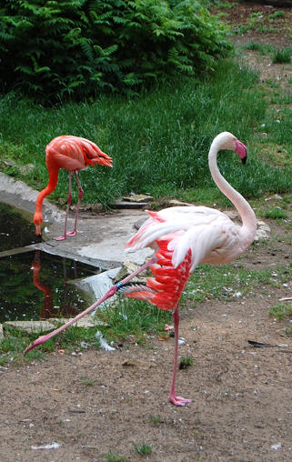 Фламинго - стихи к фотографиям