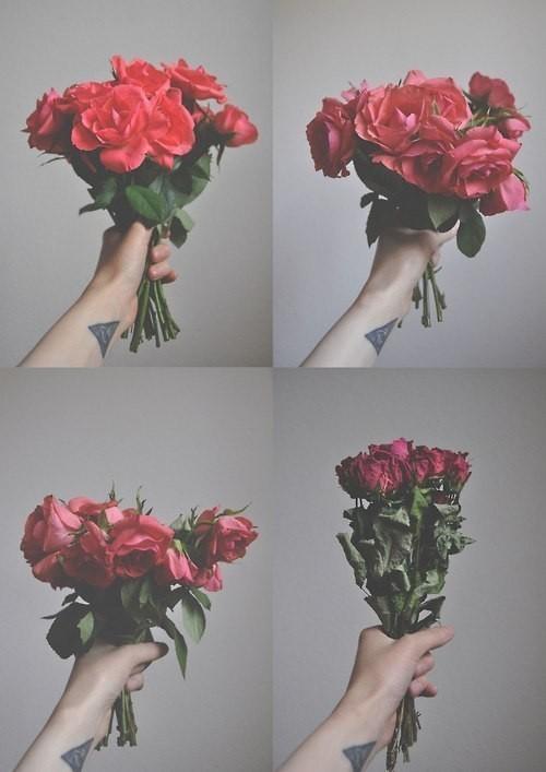 Любовь как роза...