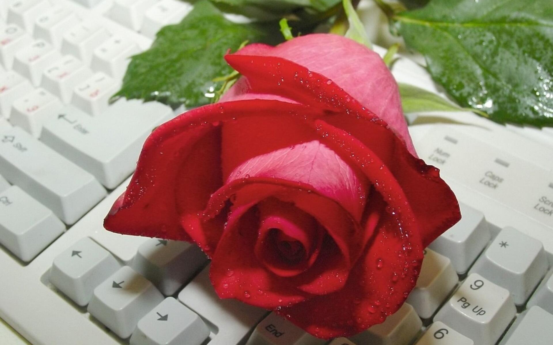 Доброе утро розы надписи. Открытка компьютер. Компьютер и цветы. Цветы на клавиатуре компьютера.