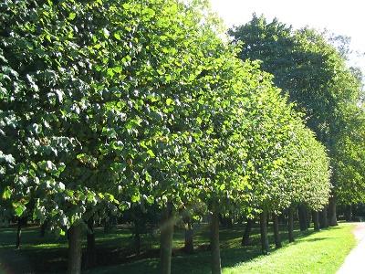 Прости осиновая роща