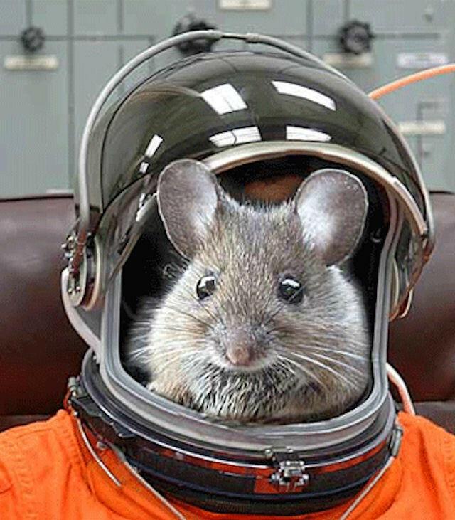 Мышь космонавт 