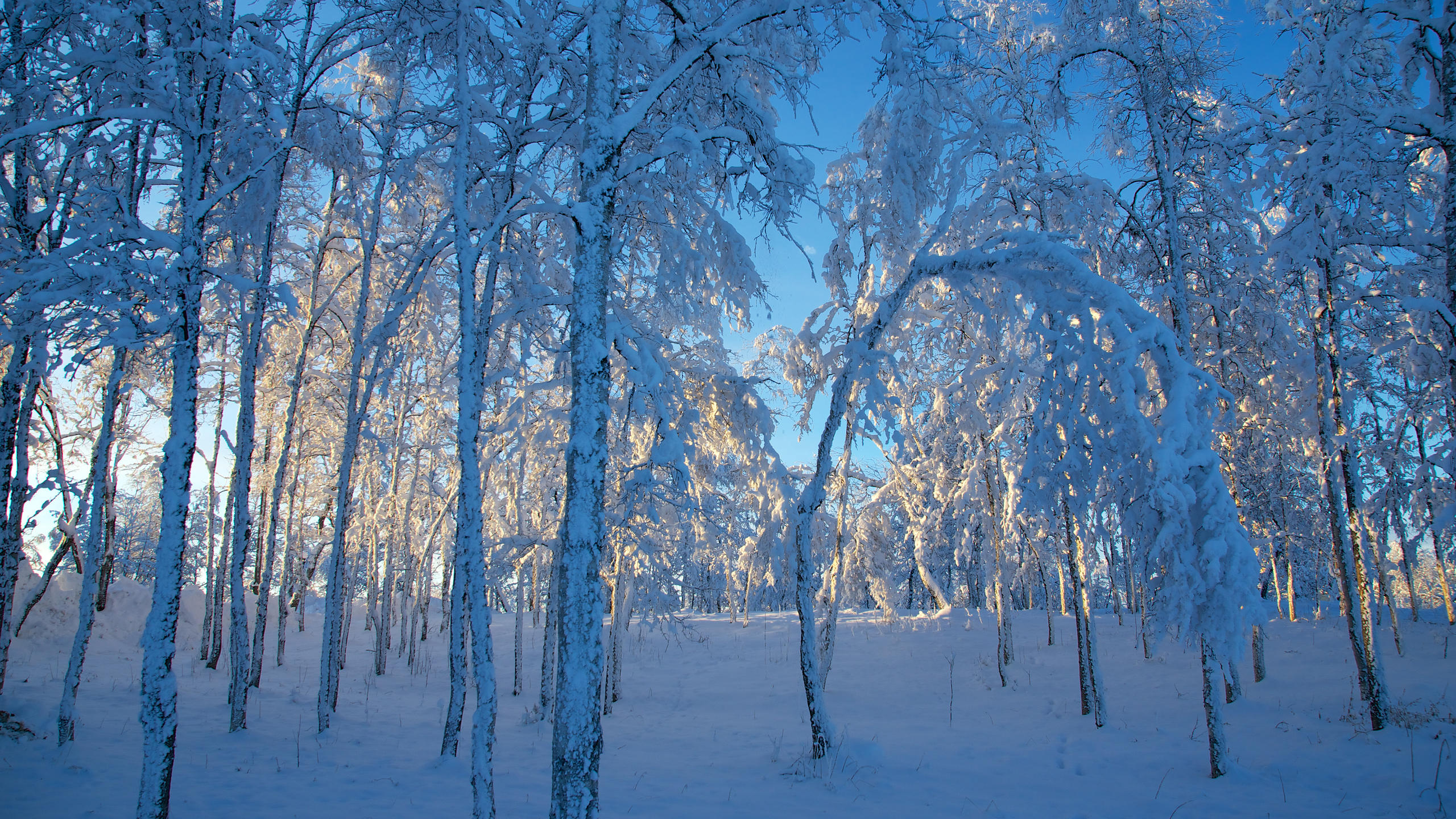 Снег (брахиколон)