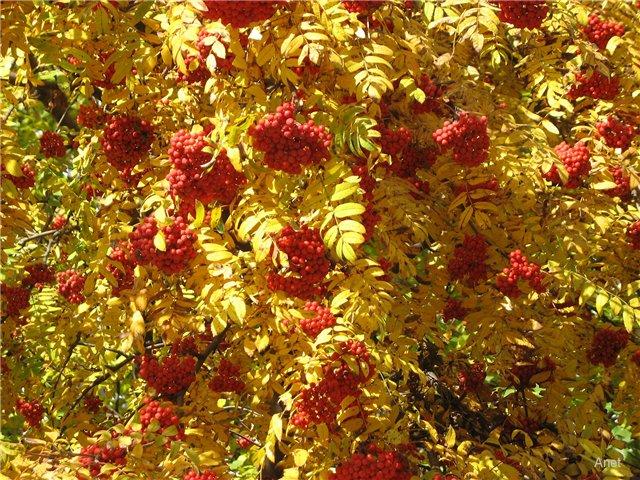 Осень-Хохлома