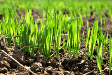 Наследнички