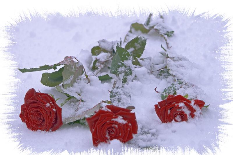 розы на снегу