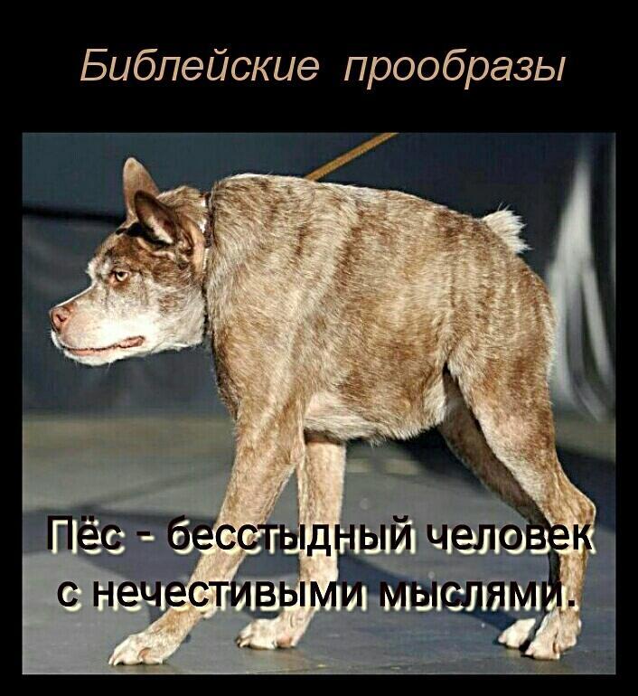 Пёс