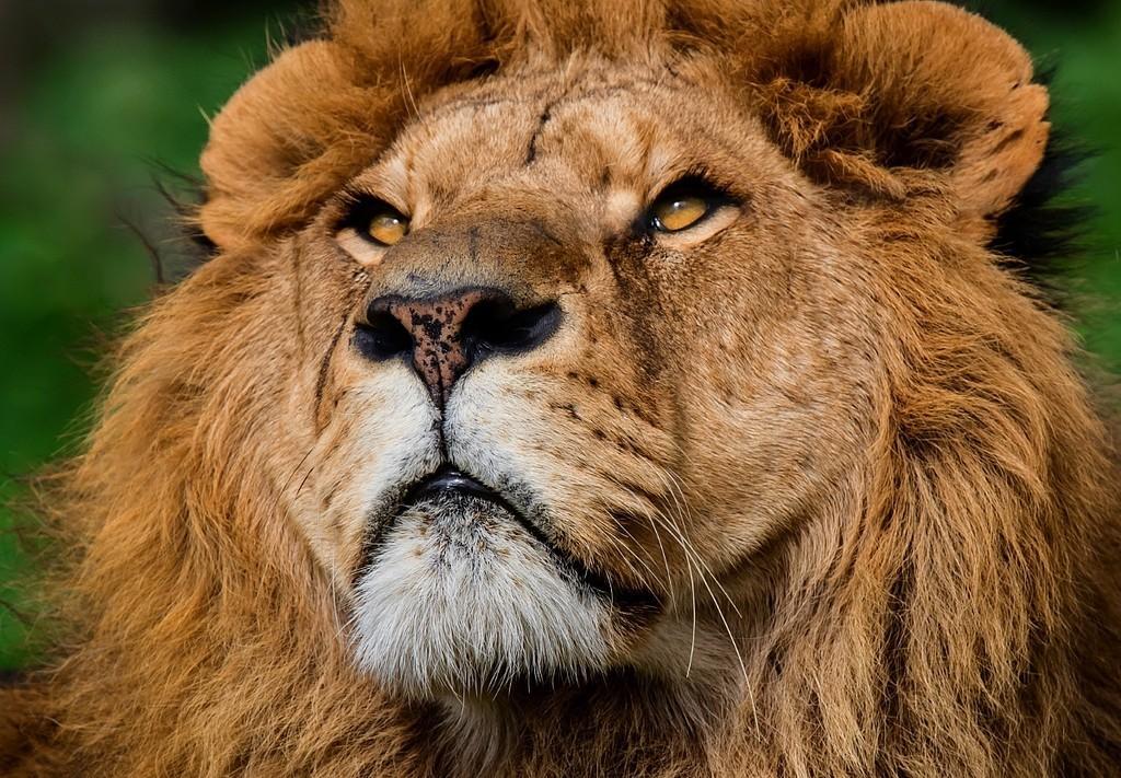 Белый цвет надежду подаёт...