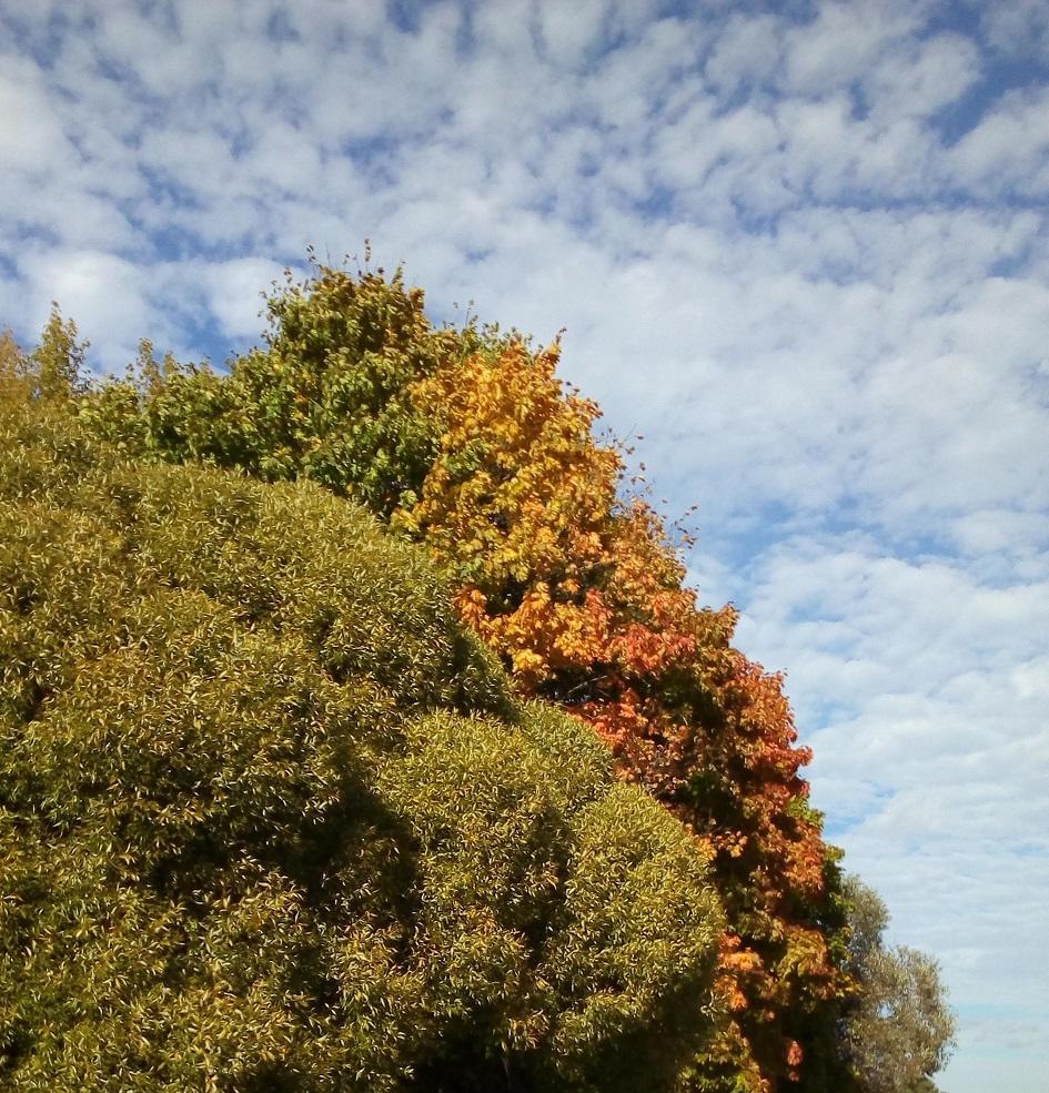 Как изменяется листва