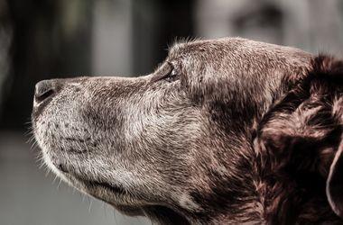 Он носит имя президента Нигерии