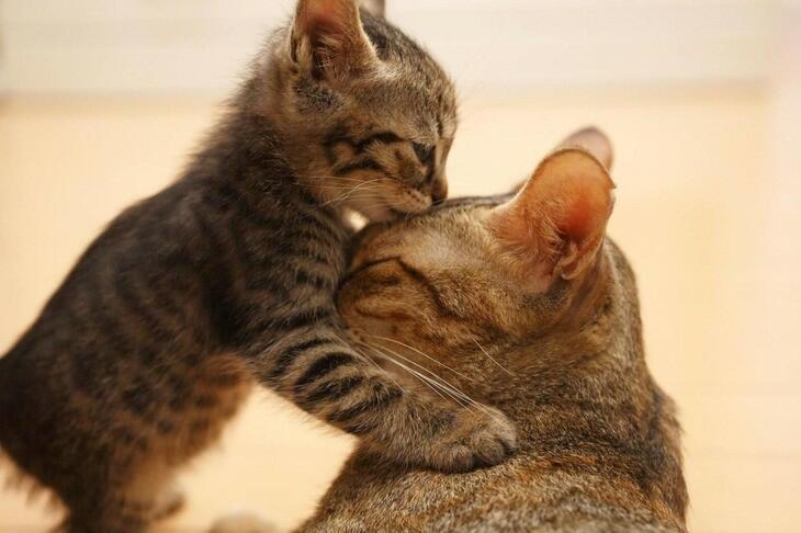 Пусть растут на радость дети (идея" КОТИК В ГОСТИ ПРИХОДИЛ" - ( детям ) Дёмина Галина )