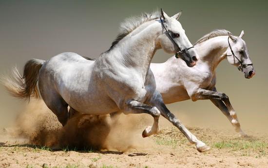 Рвутся кони памяти Высоцкого