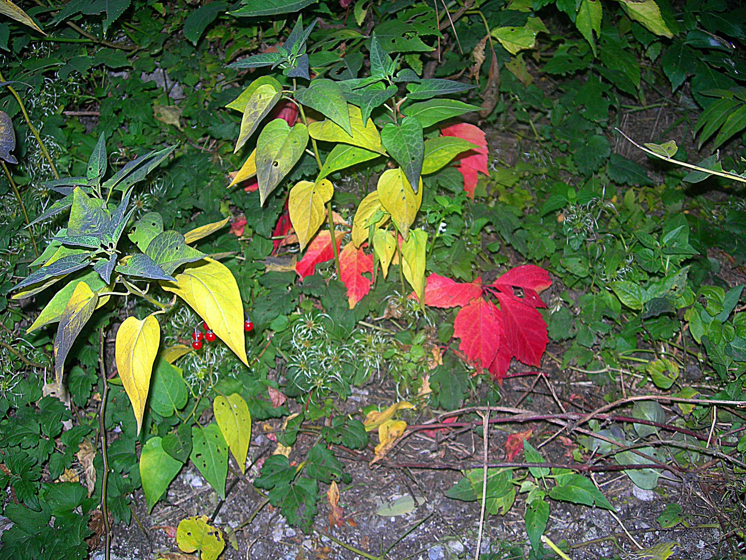 Я НЕ ГРУЩУ, ЧТО СНОВА ОСЕНЬ