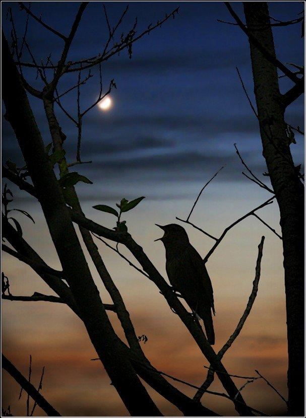 Под сенью сада