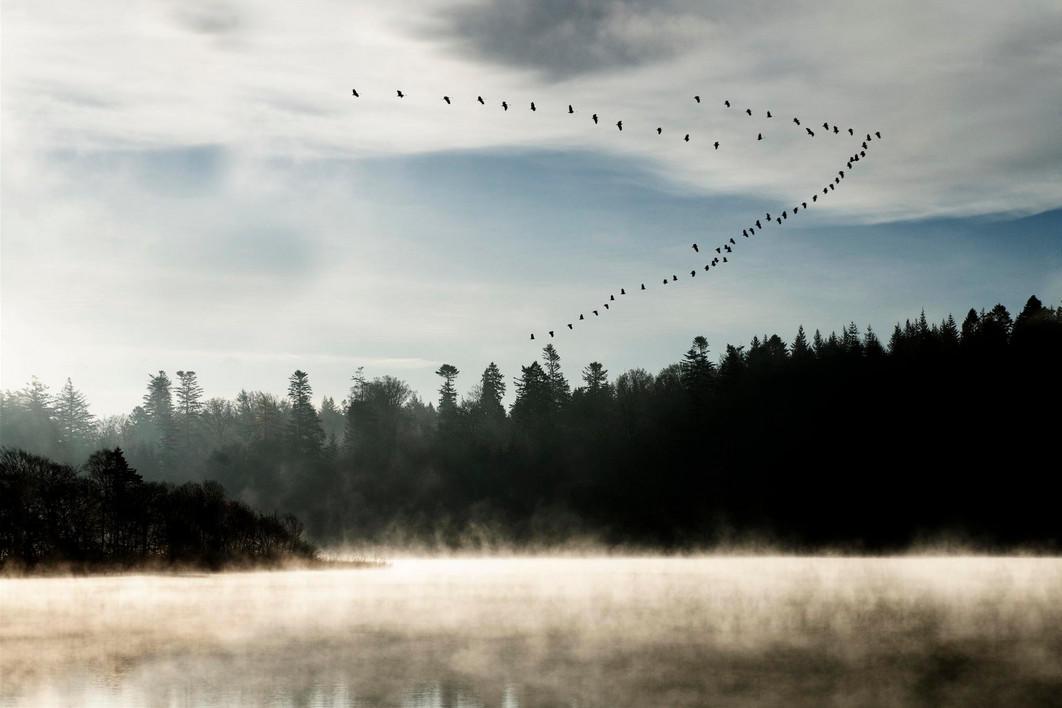 ЖУРАВЛИ ЛЕТЯТ