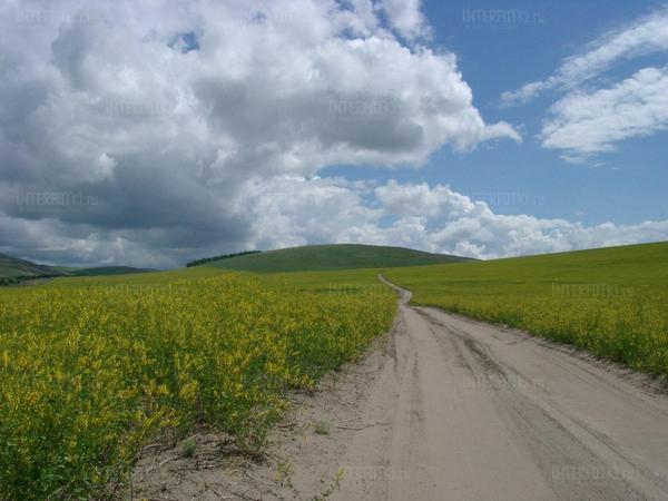 Острый запах полыни...