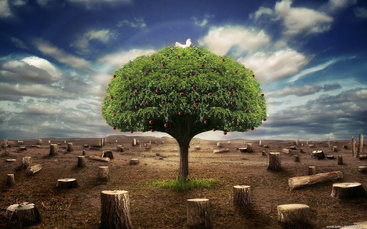 Вырубленный лес