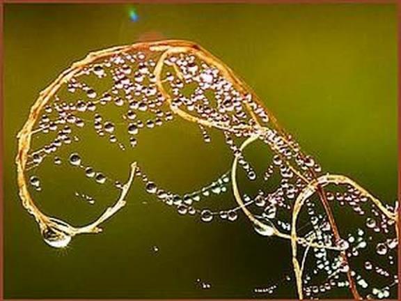 МЫ В ПАУТИНЕ ВДОХНОВЕНЬЯ