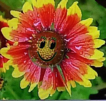 1. Вэс. Отдых! Отпуск! 1987 г.