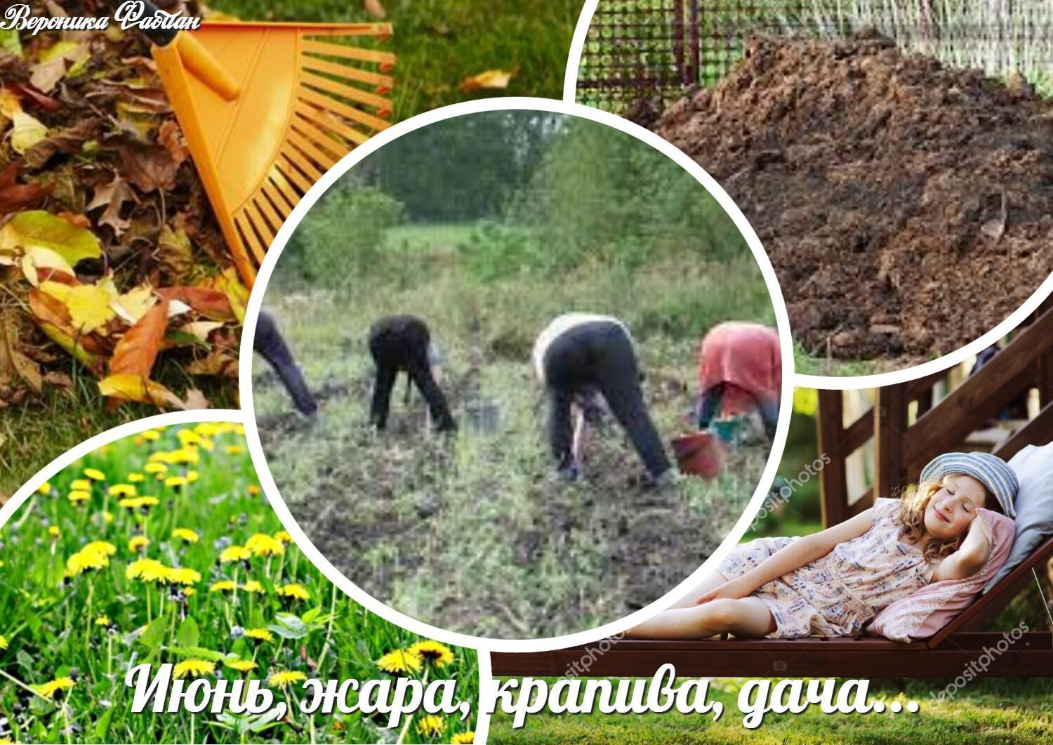 Июнь, жара, крапива, дача...