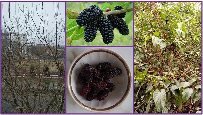 Срубить нельзя оставить