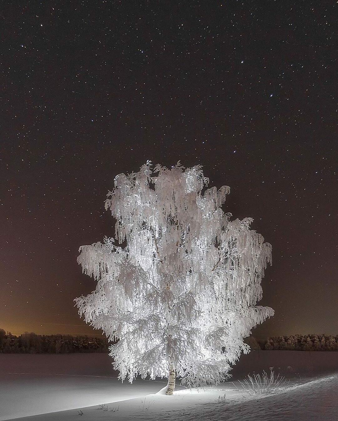 ХРУСТАЛЬНАЯ БЕРЁЗА