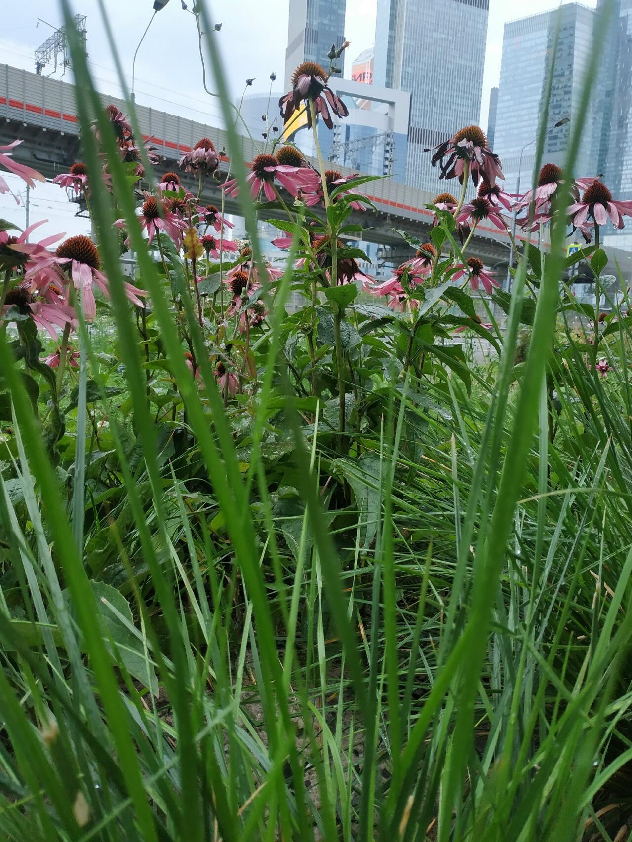 Ведал ли то уставший бродяга Ной