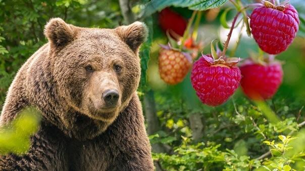 Медведь - хозяин леса