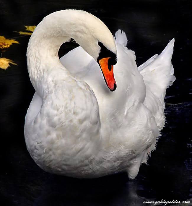 Убегают годы