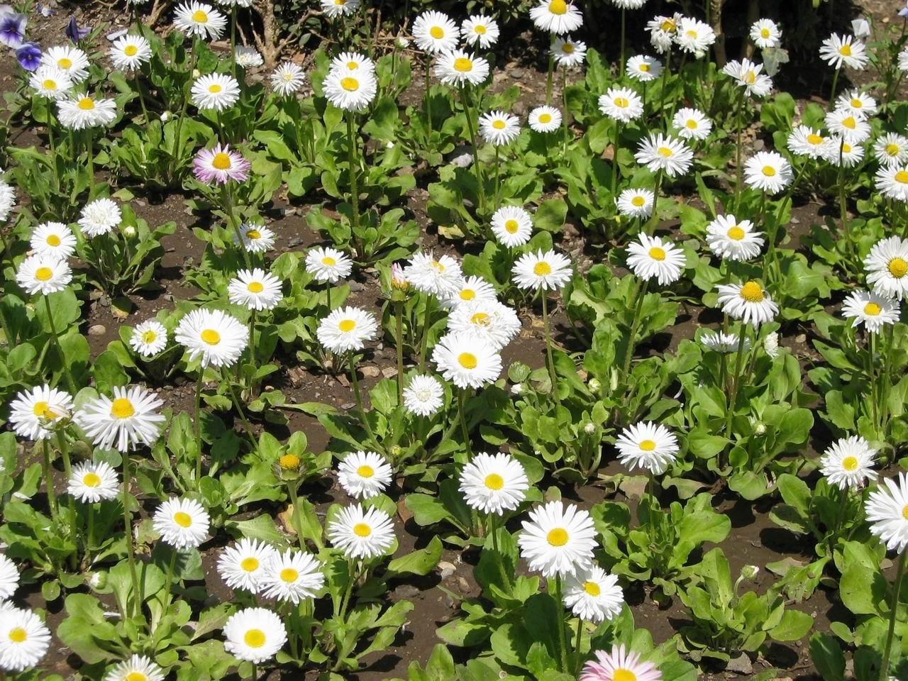 Венера утренней звездой на небесах горит