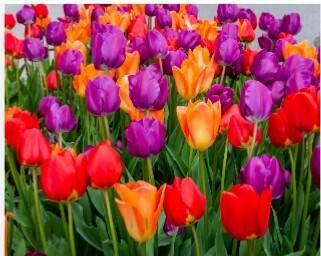 Салютует тюльпан