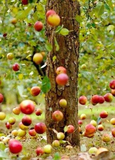 Яблочный Спас