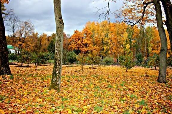 МОЙ ЛАЗ ДУШИ В ЛАНДШАФТЕ ЗОЛОТИСТОМ...