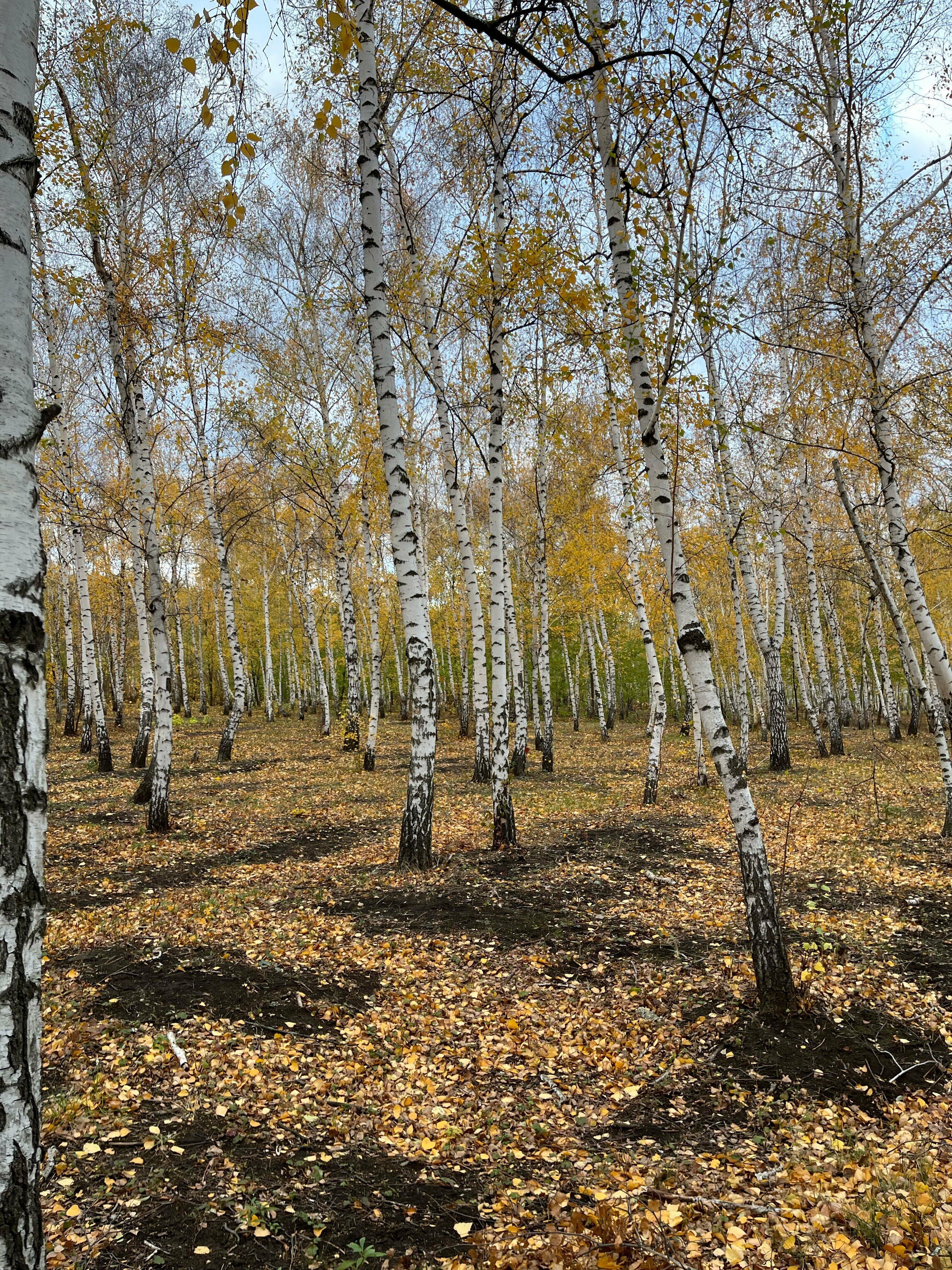 По Осени ...
