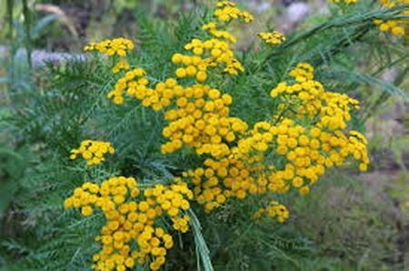 Пижма, дикая рябинка