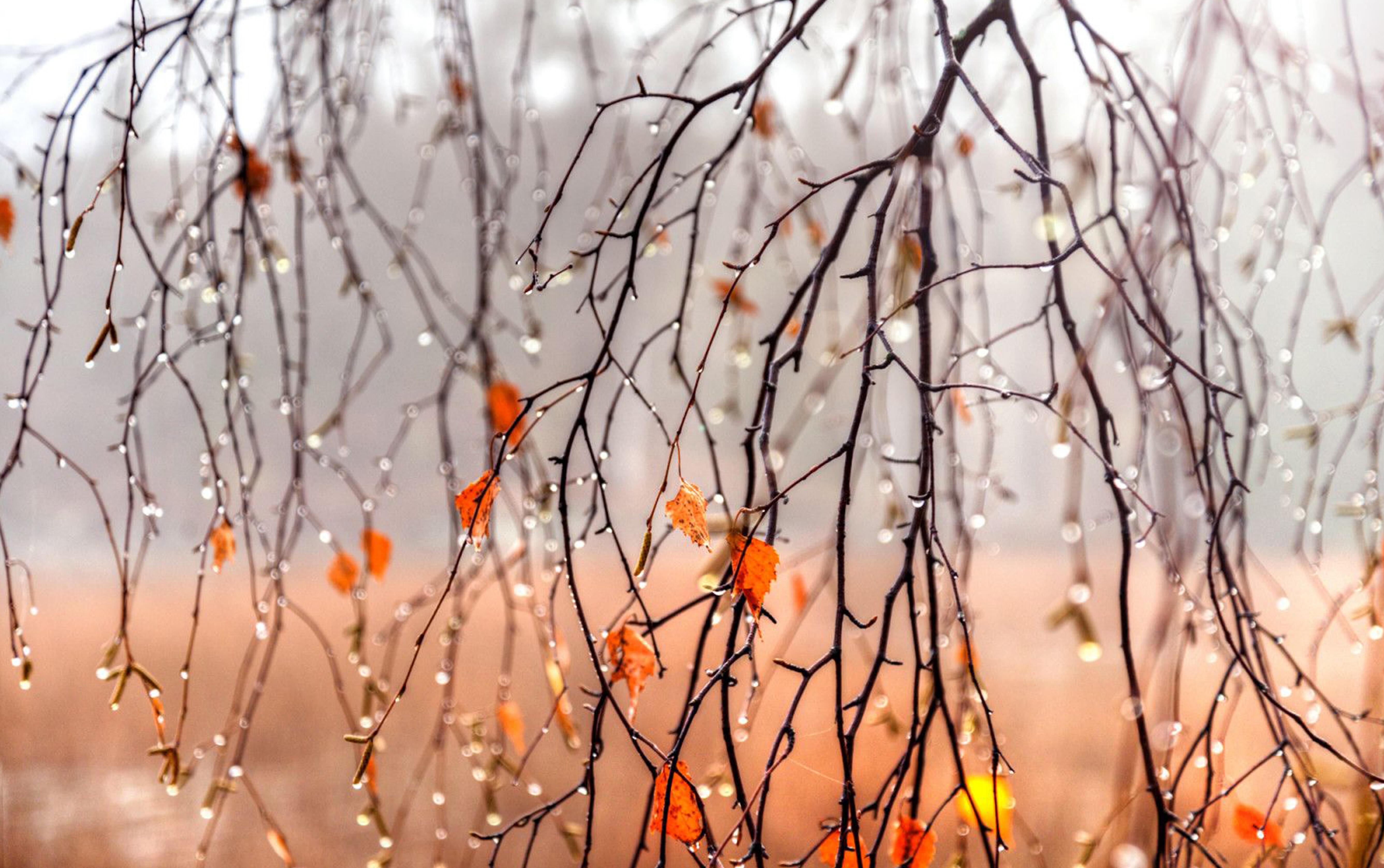 Ветви деревьев хлестать по стеклам. Поздняя осень. Дождливая осень. Осень дождь. Осенняя ветка.